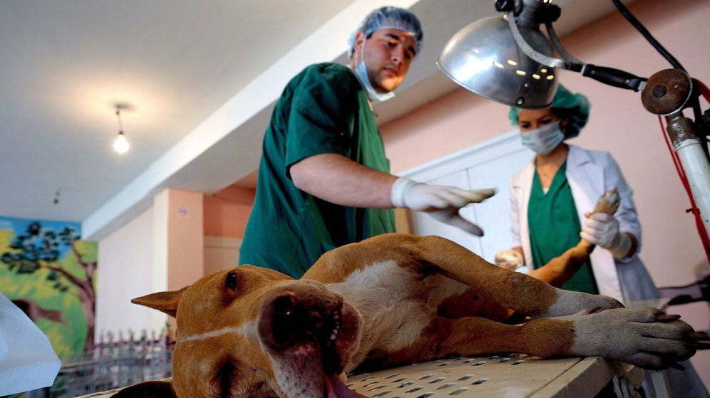Foto: Un veterinario prepara a un perro para intervenirle quirúrgicamente. (EFE)